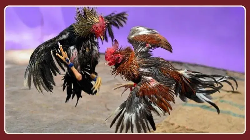 Cao thủ không đánh nhiều, chỉ đánh đúng thời điểm